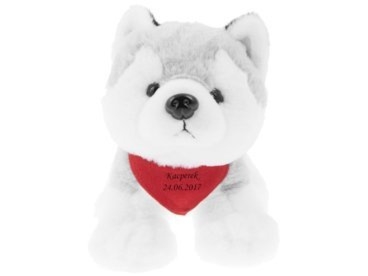 Pies Husky pluszowy na roczek z dedykacją na chustce