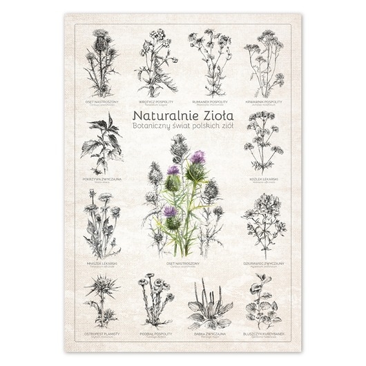 Image of Pakamera Naturalnie Zioła. Plakat botaniczny.