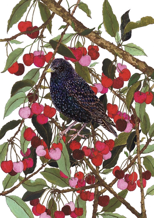 Image of Pakamera Szpak i czereśnie- grafika- ilustracja- ptaki