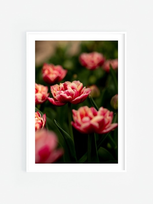 Image of Tulipany Plakat