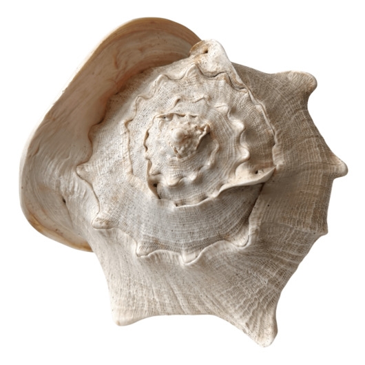 Image of Pakamera Wielka muszla