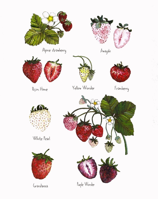 Image of Pakamera Truskawki- grafika na ścianę- ilustracja- owoce