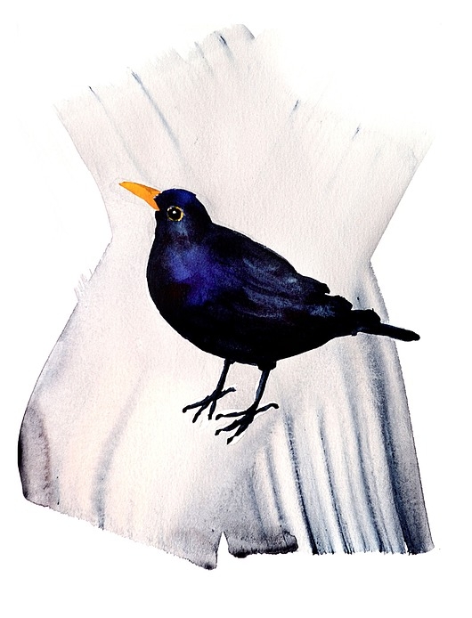 Image of Pakamera Plakat Kos