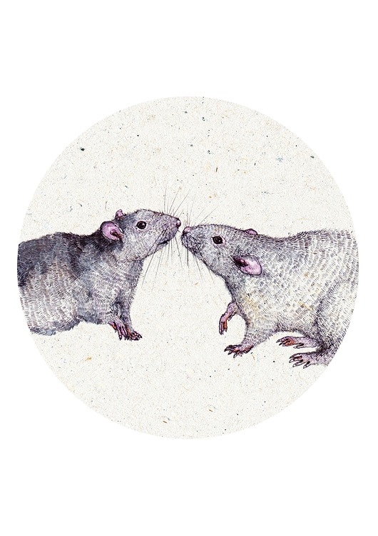 Image of Szczurki- Grafika - Ilustracja na ścianę