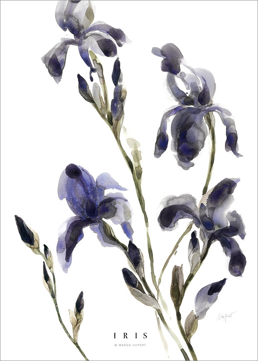 Image of Pakamera Irysy 50x70 cm