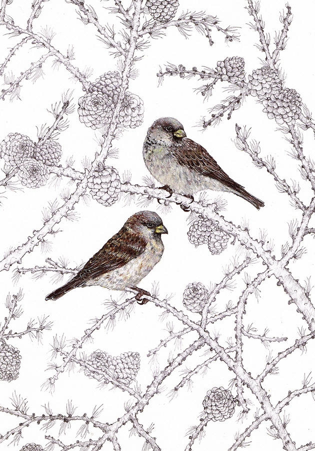 Image of Pakamera Wróbelki - Grafika- Ilustracja- Ptaki