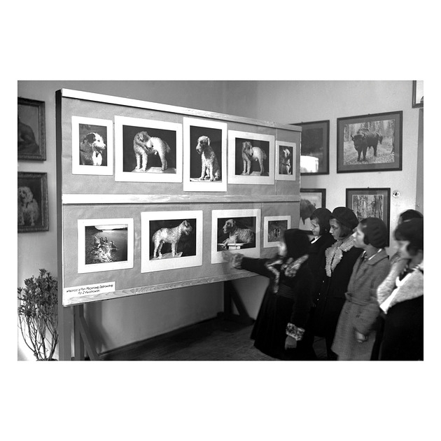 Image of Pakamera Kartka Premium - Vintage Kraków, Wystawa Zwierzę w fotografii