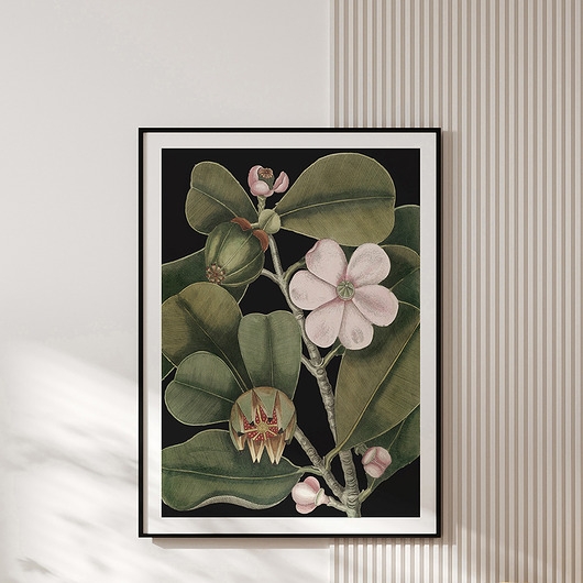 Image of Plakat vintage - botaniczna ilustracja no.3