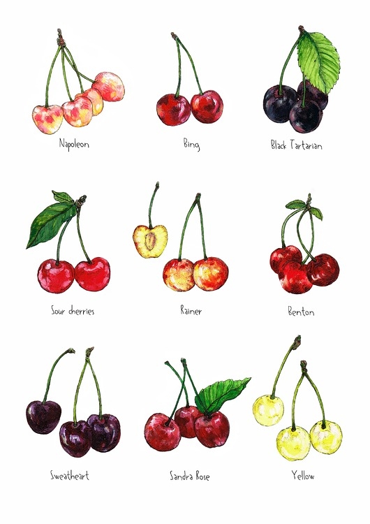 Image of Pakamera Czereśnie - grafika na ścianę- ilustracja- owoce