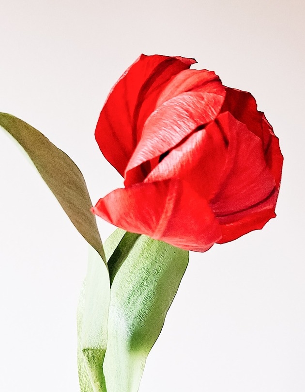 Image of Pakamera Papierowy tulipan - czerwony - realistyczny