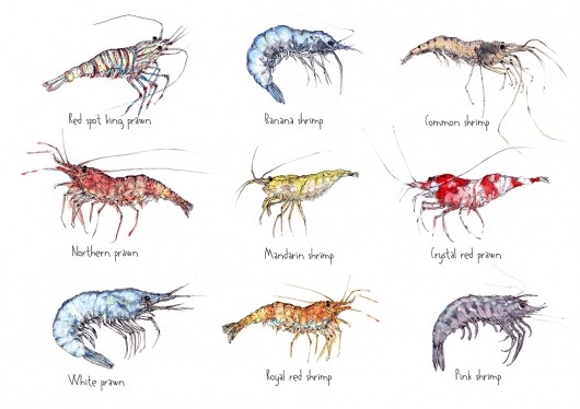 Image of Pakamera Krewetki- Prawns- Grafika- Ilustracja- Plakat