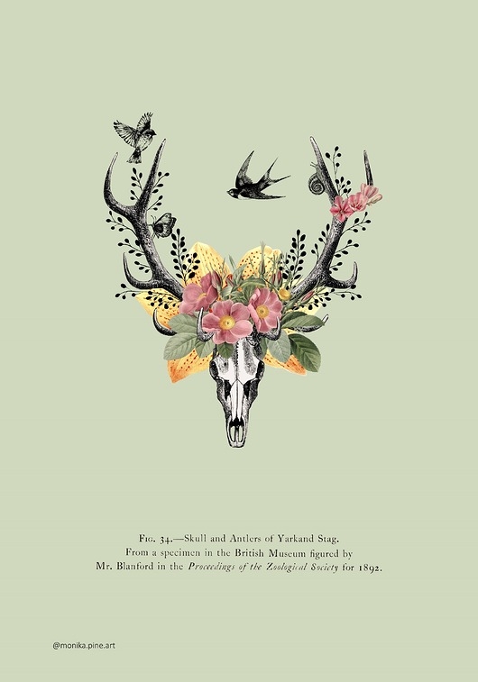 Image of Pakamera Plakat A3 - Anatomia Natury
