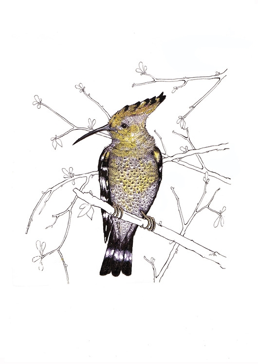 Image of Pakamera Dudek- ilustracja- grafika- ptaki polskie