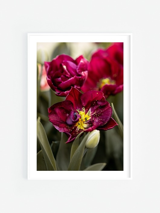 Image of Tulipany I Plakat