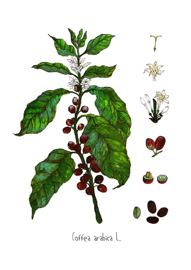 Image of Pakamera Kawa- Arabica- grafika na ścianę- ilustracja
