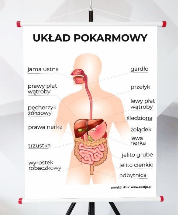 Plansza - Układ Pokarmowy
