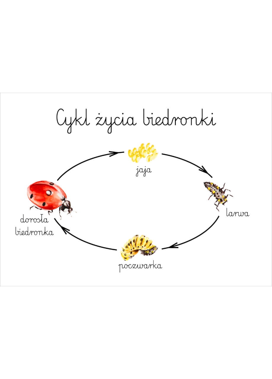 Plakat edukacyjny Cykl życia biedronki A3