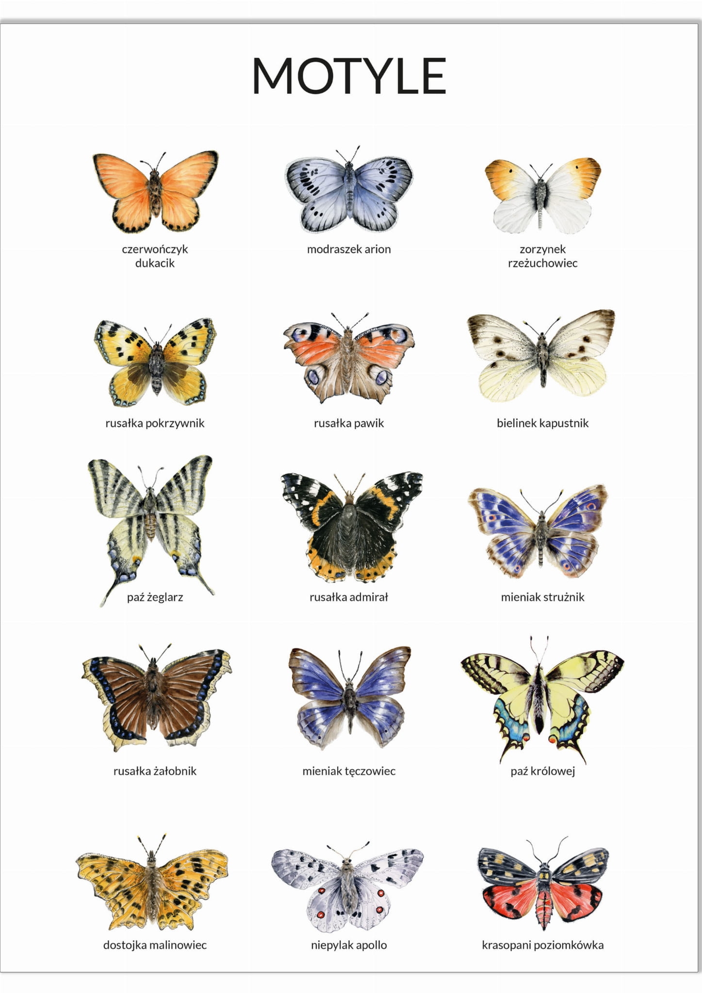 Plakat edukacyjny Motyle