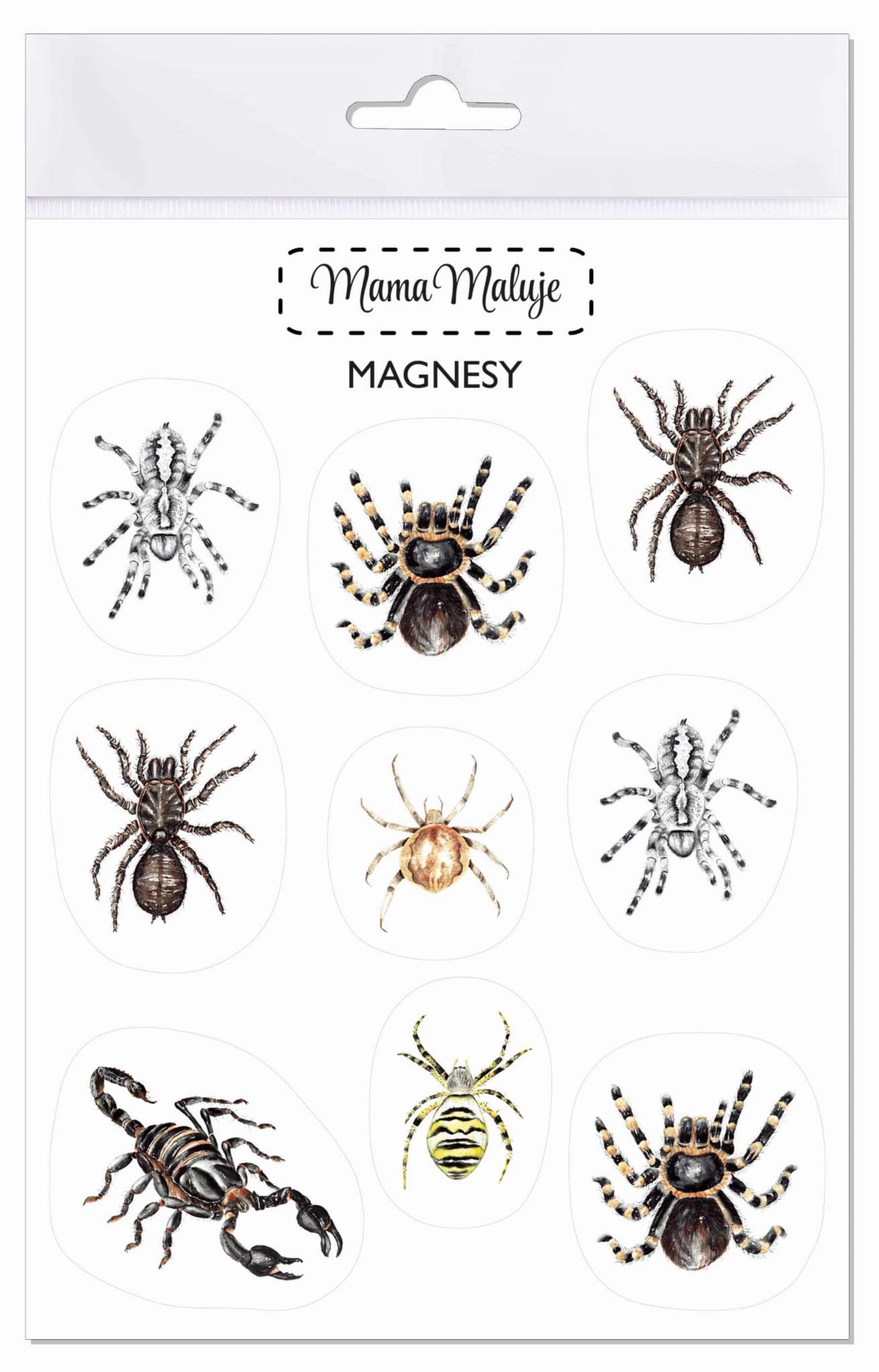 Magnesy Pajęczaki