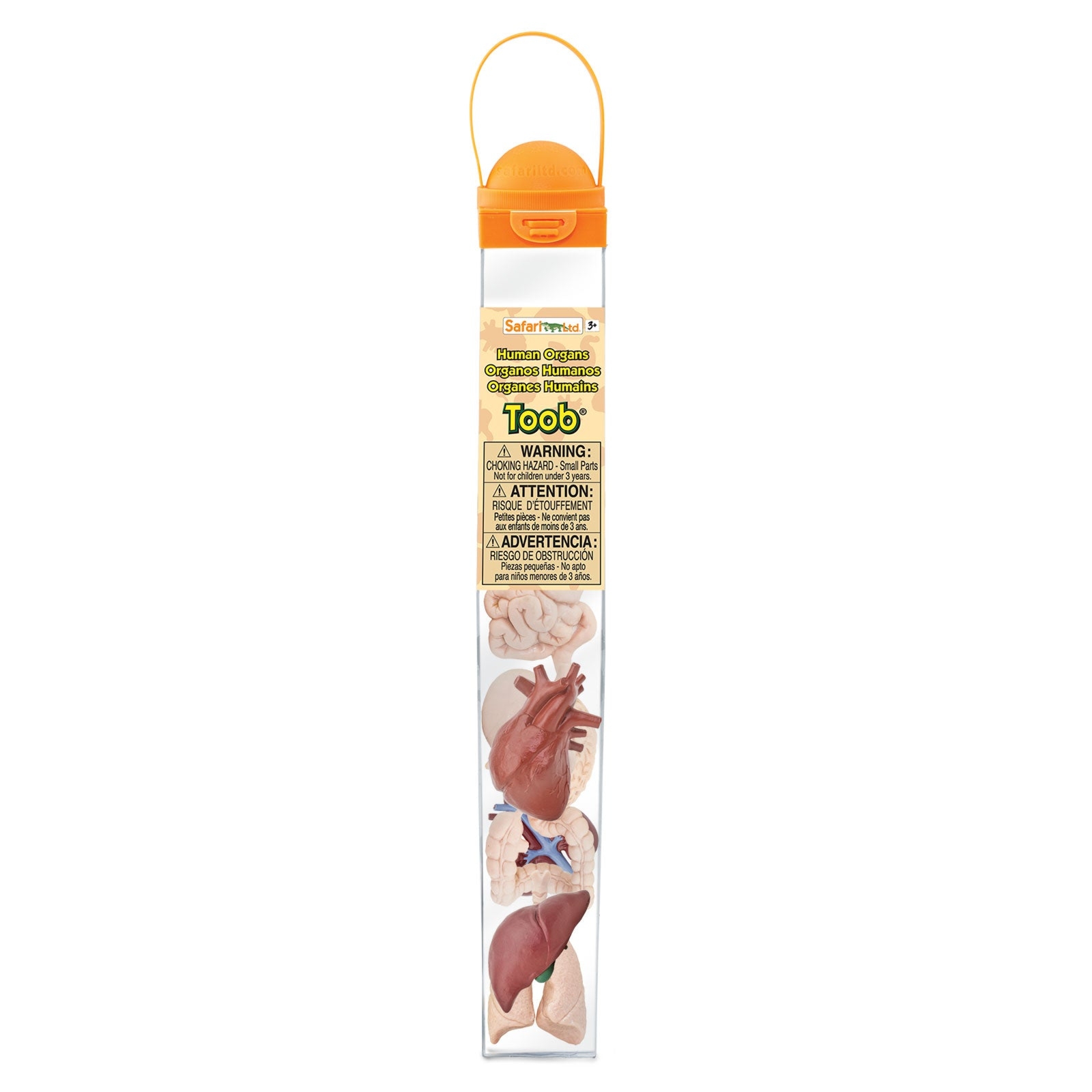 Organy ludzkie zestaw figurek w tubie Safari Ltd.