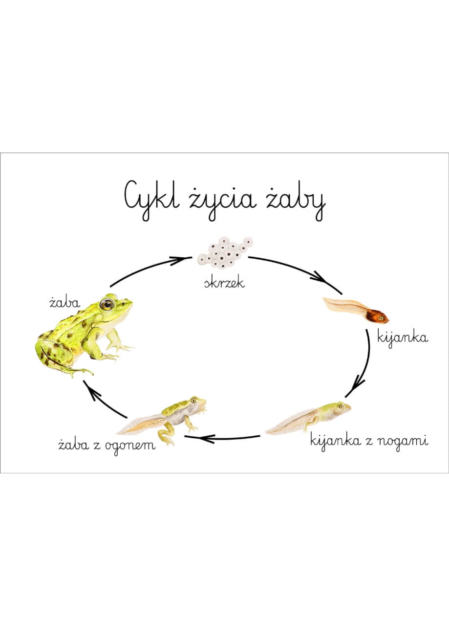 Plakat edukacyjny Cykl życia żaby A3