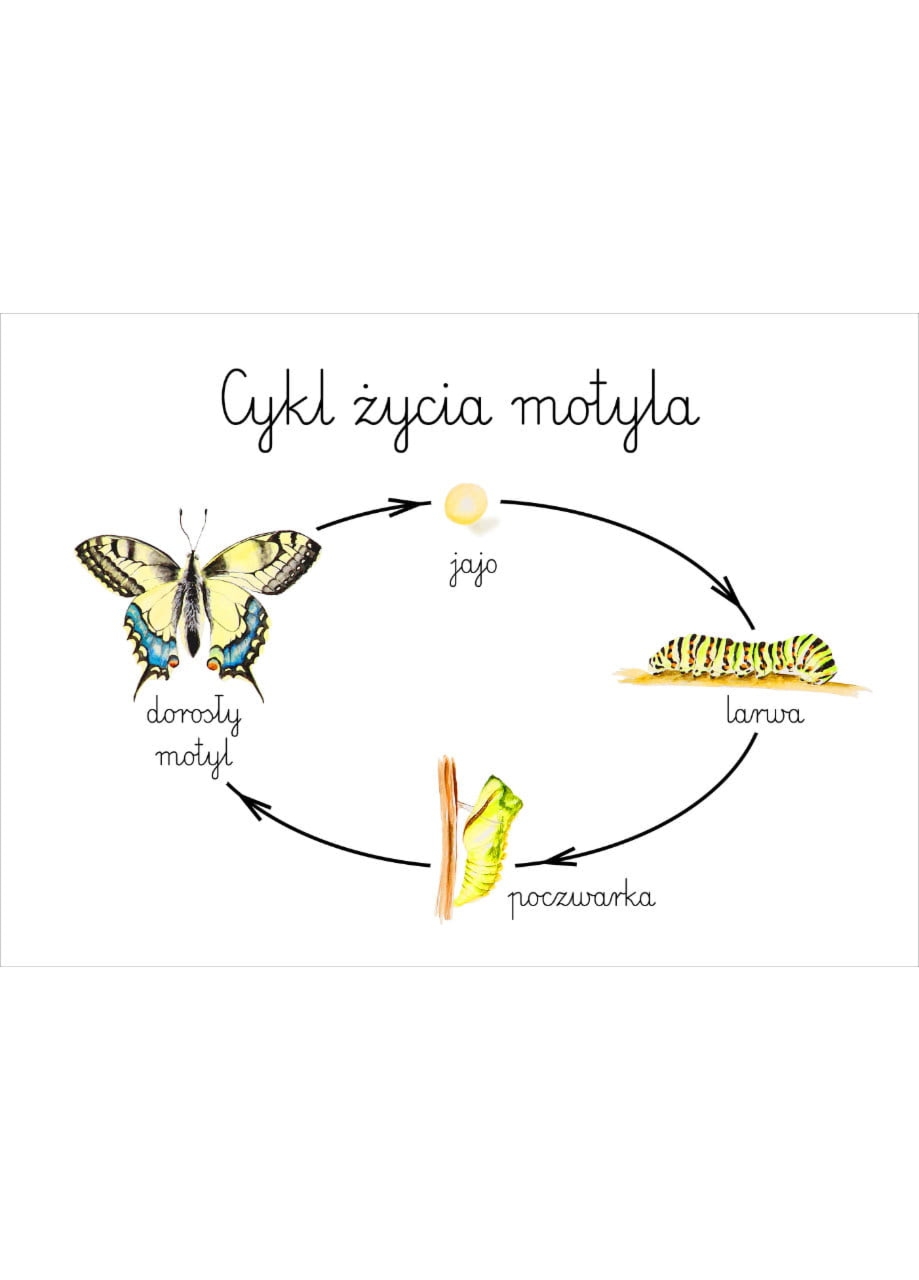 Plakat edukacyjny Cykl życia motyla A3