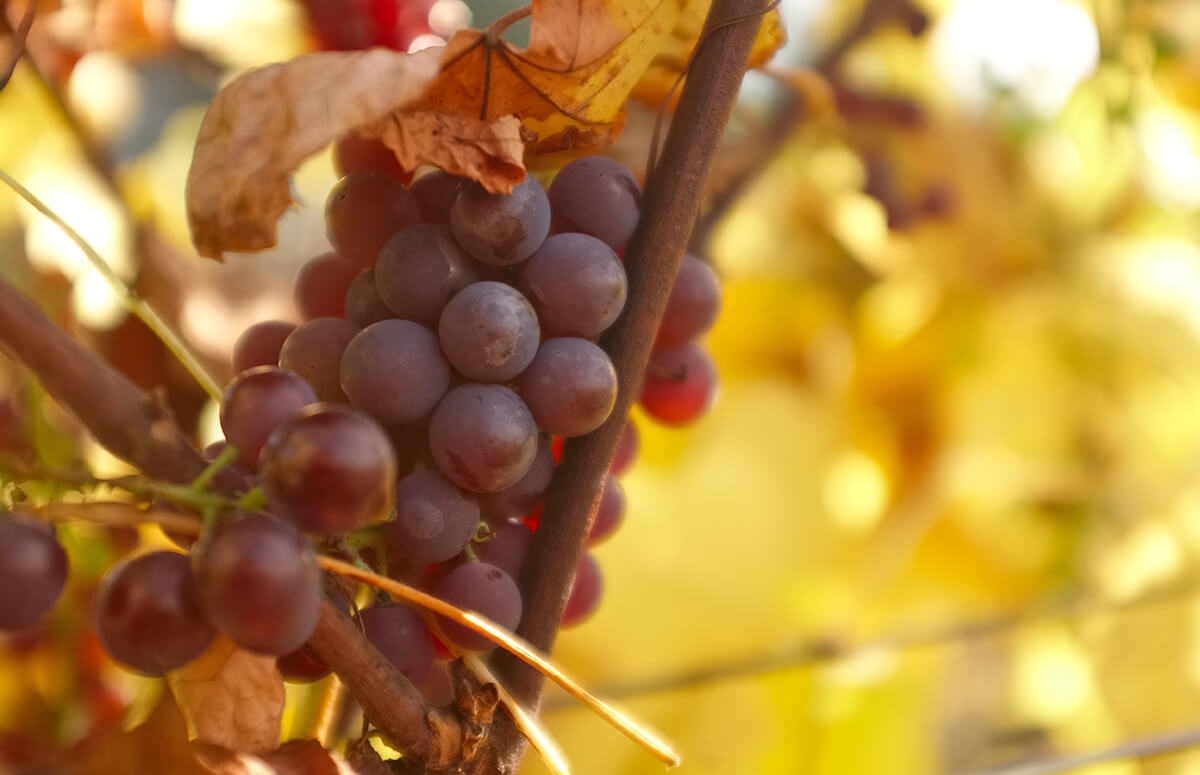 Image of Zwiedzanie winnicy z degustacją wina