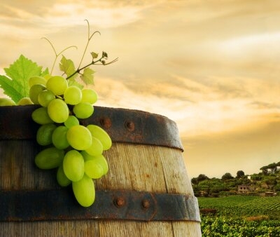 fototapeta beczka do wina i winogron z winnicy w tle