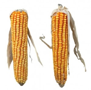 Image of 2 kolby kukurydzy 50g