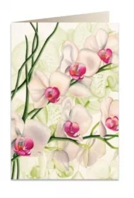 Karnet B6 + koperta 5723 Biała orchidea