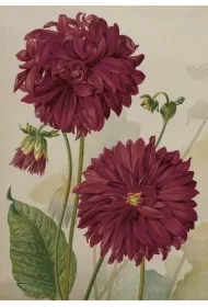 Karnet ST499 B6 + koperta Dalia fioletowa