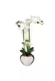 Orchidea wj doniczce 53 cm zielony