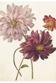 Karnet ST386 B6 + koperta Dalia