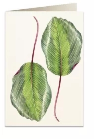 Karnet B6 + koperta 6016 Kalatea