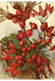 Karnet ST494 B6 + koperta Owoce dzikiej róży