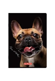 Zeszyt A4 Crazy Animal z marginesem