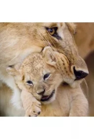 Karnet kwadrat z kopertą Lioness and cub