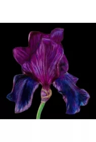 Karnet z kopertą SB14 Fioletowy irys