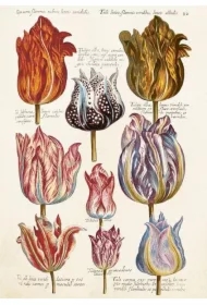 Karnet ST476 B6 + koperta Tulipany