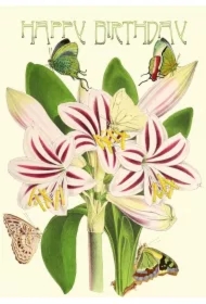 Karnet B6 brokat z kopertą Urodziny Amarylis