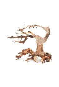 Tonące drzewo Bonsai nr nr 24 15 x 12