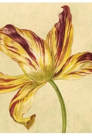 Karnet ST444 B6 + koperta Żółty tulipan