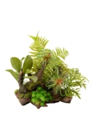 Kompozycja roślinna terrarystyczna 36cm