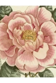 John Derian Picture Book II wer. angielska