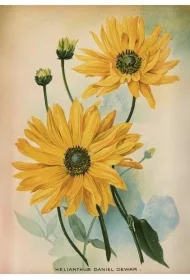 Karnet ST489 B6 + koperta Kwiat słonecznika
