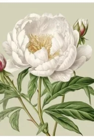 Karnet ST514 B6 + koperta Biała piwonia