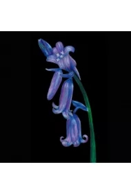 Karnet z kopertą SB15 Dzwonki