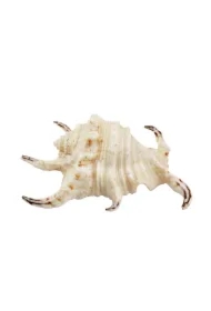 Dekoracja akwarystyczna muszla duża 12cm