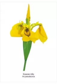 Obraz A4 Kosaciec żółty