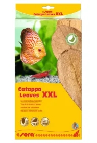 Liście migdałecznika - Catappa Leaves XXL, 32 cm